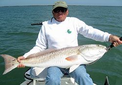 A Large Mosquito Lagoon Redfish