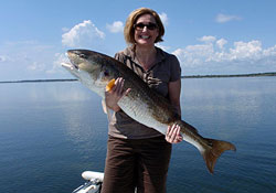 A Large Mosquito Lagoon Redfish