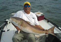 A Large Mosquito Lagoon Redfish