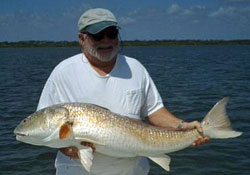 A Large Mosquito Lagoon Redfish