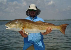 A Large Mosquito Lagoon Redfish